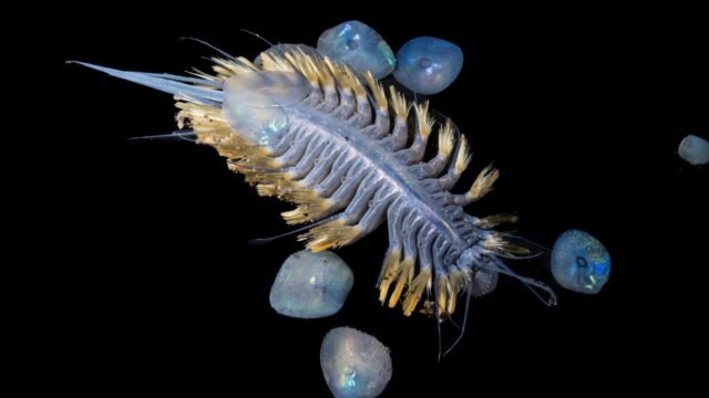 iridescent-scale-worms-ocean-census.jpg