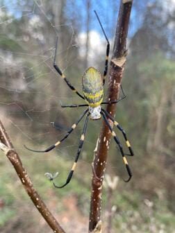 joro-spider-really-big-252x336.jpg