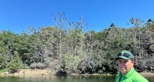 Kormorāni un to skābā kaka Toronto salās rada smaku. Ko var darīt?