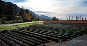 Viņi Kanādā audzē pasaulē dārgāko garšvielu. Lūk, kā