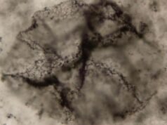 AI atklāj dzīvības pierādījumus 3,3 miljardus gadus vecos akmeņos