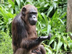 Racionalitātes evolūcija: kā šimpanzes apstrādā pretrunīgus pierādījumus