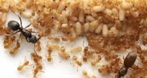 Šī parazitārā skudra izmanto Thriller Goo, lai vērstu kolonijas pret savu karalieni