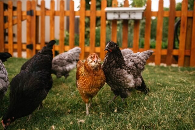 backyardchickens-1280x853.jpg