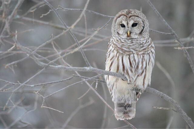 barred-owl-1280x853.jpg