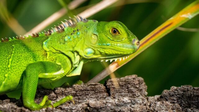 greeniguana555gettyimages-2241086850.jpg