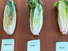 Es pārbaudīju linu, salīdzinot ar sieta un kompostējamo produktu maisiņiem. Šis visilgāk uzturēja manus produktus svaigus