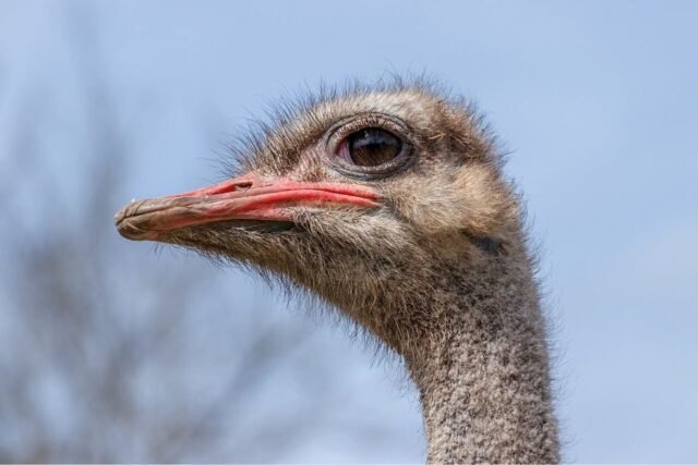 ostrich-1280x853.jpg