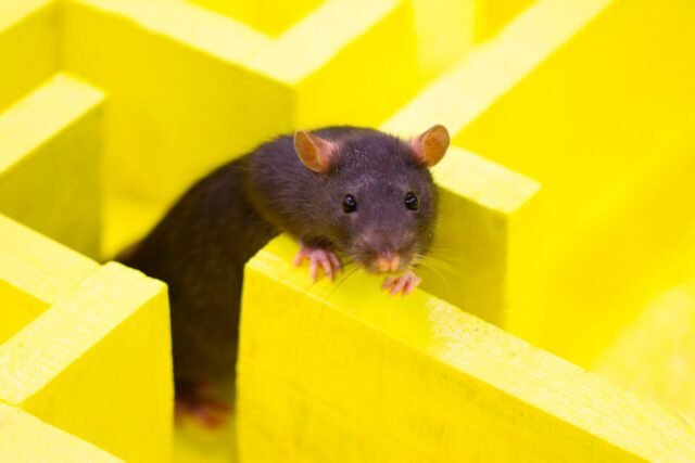 rat-maze-1280x853.jpg