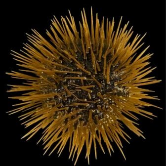 sea-urchin-zoom-ullrich-luter-336x336.jpg