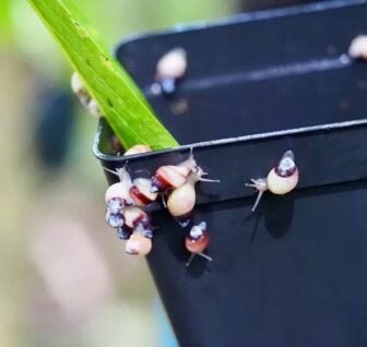 smoll-partula-snails-336x318.jpg