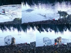 Skatieties, kā šis vilks izrauj absolūti ģeniālu krabju slazdu aplaupīšanu